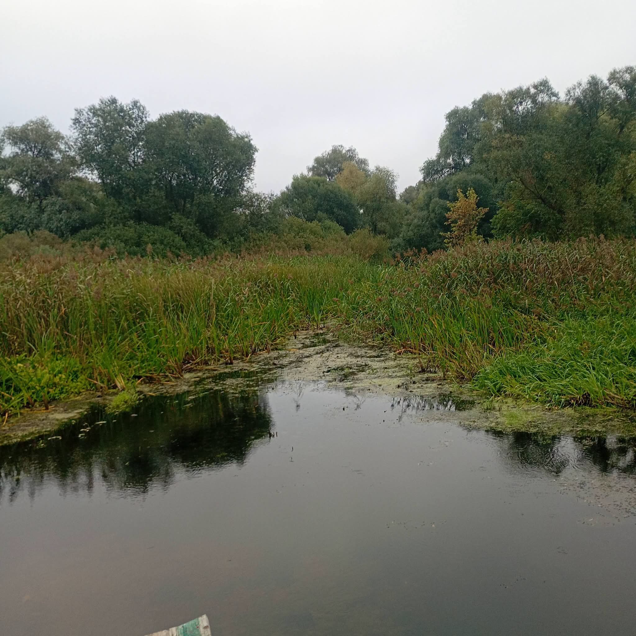 ФОТОФАКТ: Річка Сула в Пустовойтівці майже обміліла