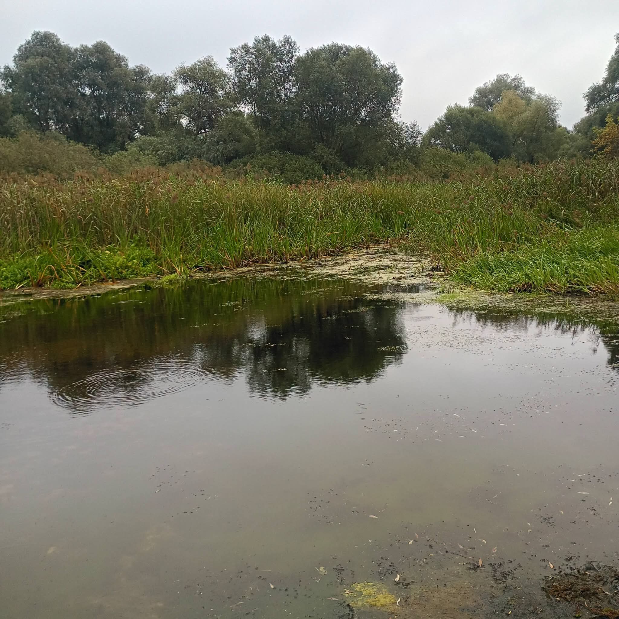 ФОТОФАКТ: Річка Сула в Пустовойтівці майже обміліла